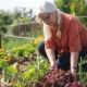 seniors gardening