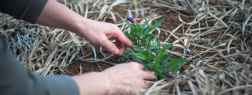 gardening and physiotherapy